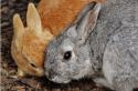 Бизнес план для открытия конкурентоспособной кролиководческой фермы