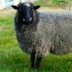 Разведение овец – на что обратить внимание при создании бизнес плана